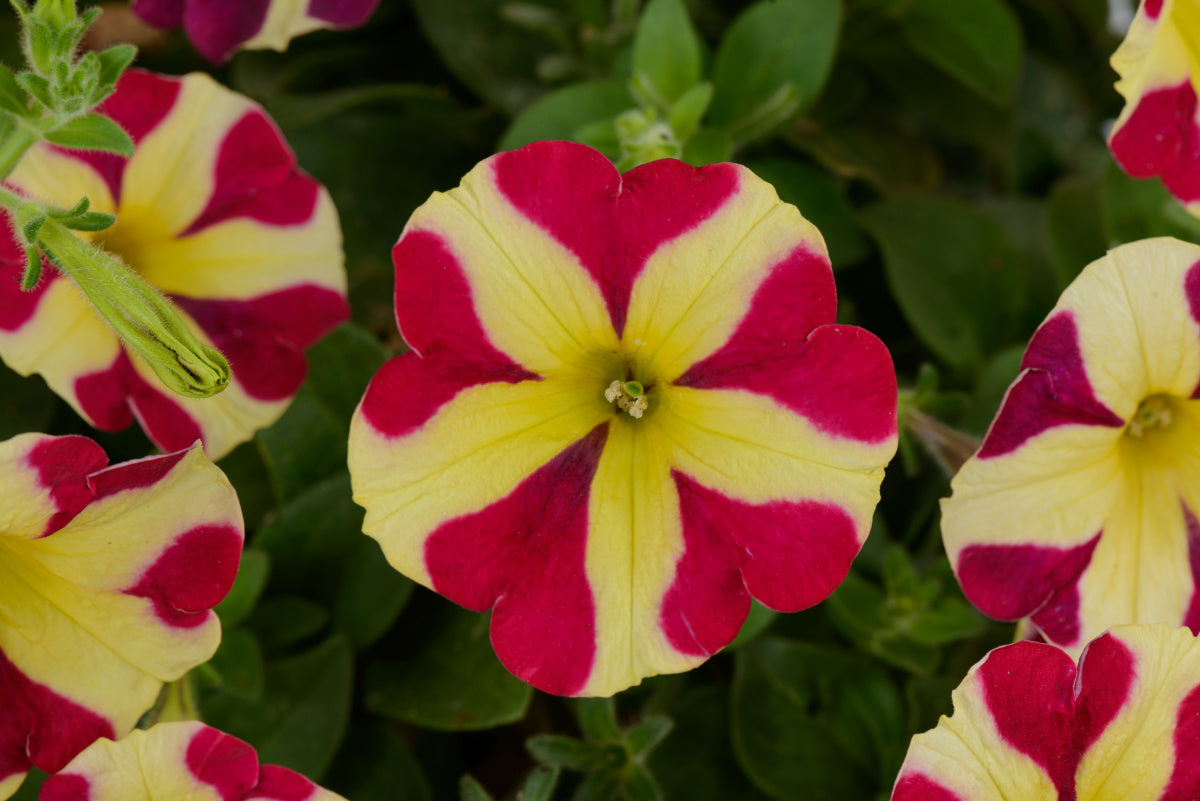 PETUNIA AMORE QUEEN OF HEARTS