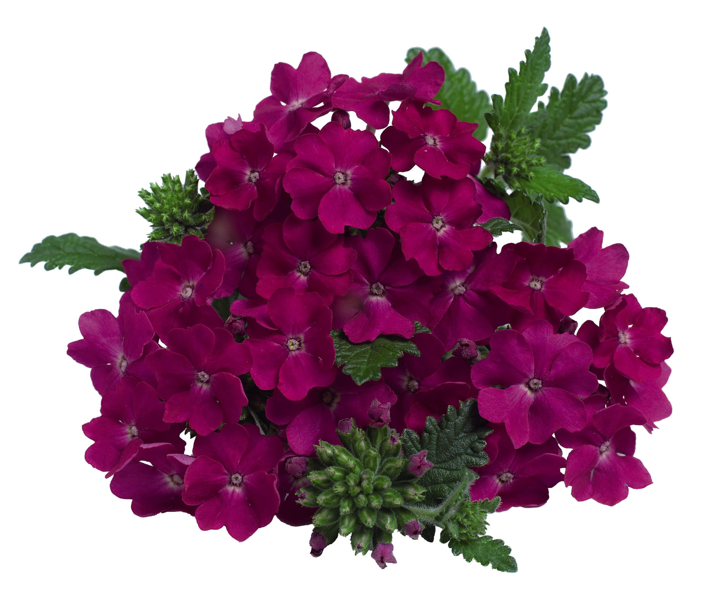VERBENA EMPRESS PURPLE