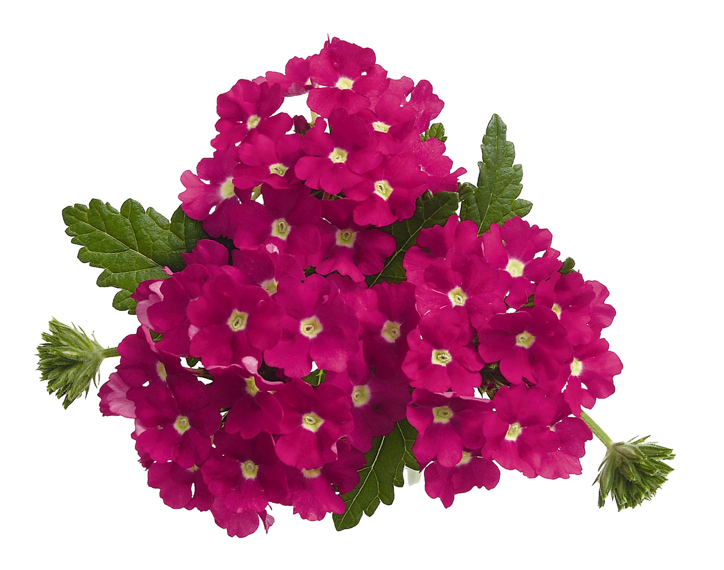 VERBENA EMPRESS HOT PINK CHARME