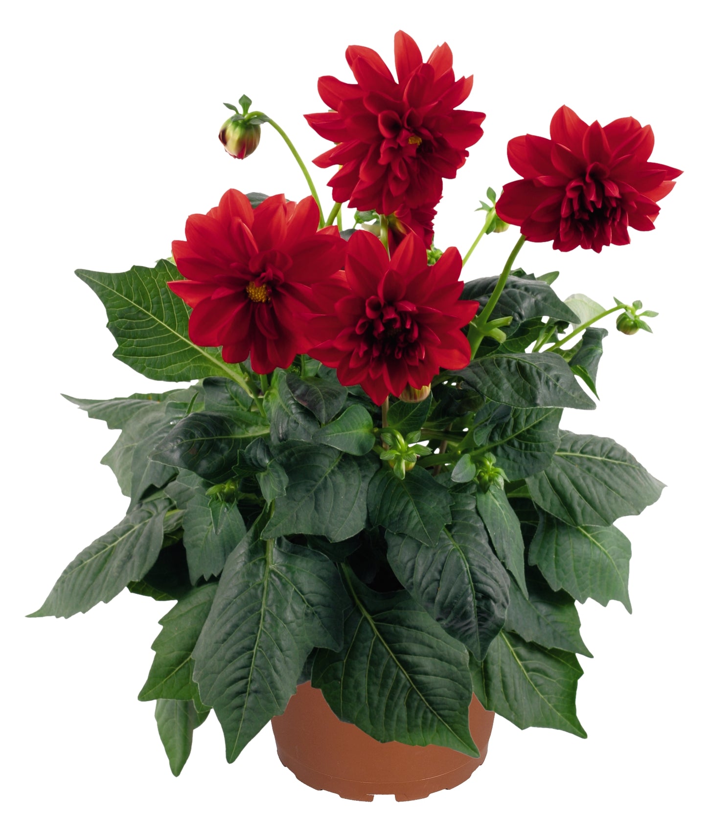 DAHLIA DAHLINOVA CAROLINA