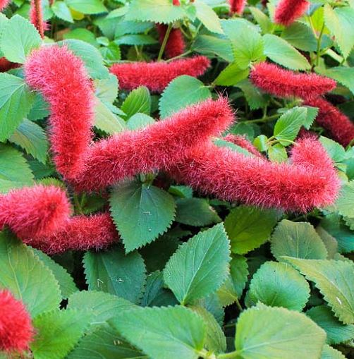 ACALYPHA PENDULA CHENILLE