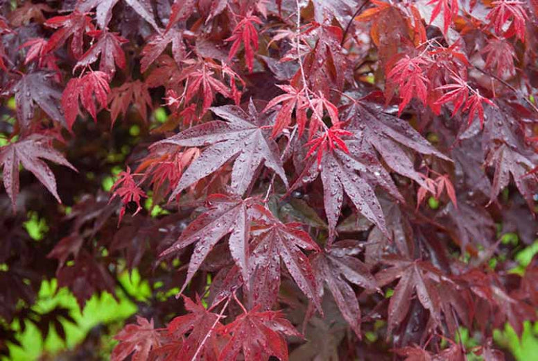 Acer palmatum 'Bloodgood'