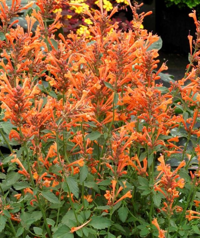 AGASTACHE POQUITO ORANGE