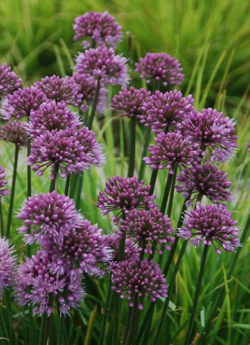 Allium 'Windy City'