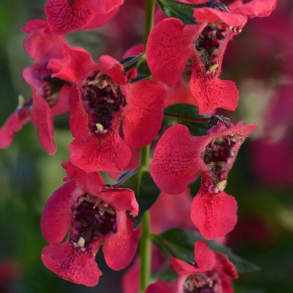 ANGELONIA ARCHANGEL CHERRY RED