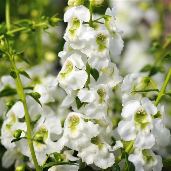 ANGELONIA SERENITA WHITE
