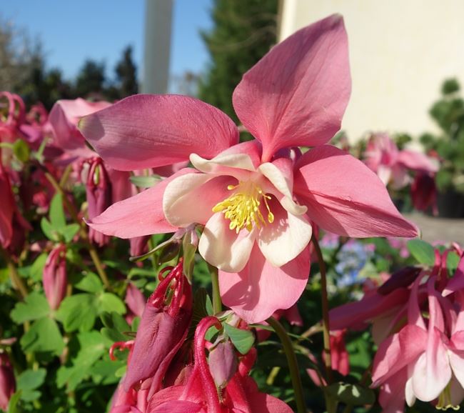 AQUILEGIA SPRING MAGIC ROSE AND IVORY