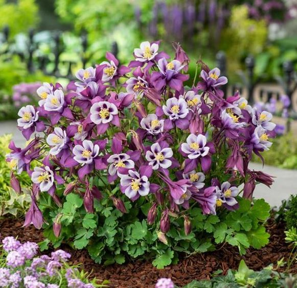 Aquilegia 'Winky Purple & White'