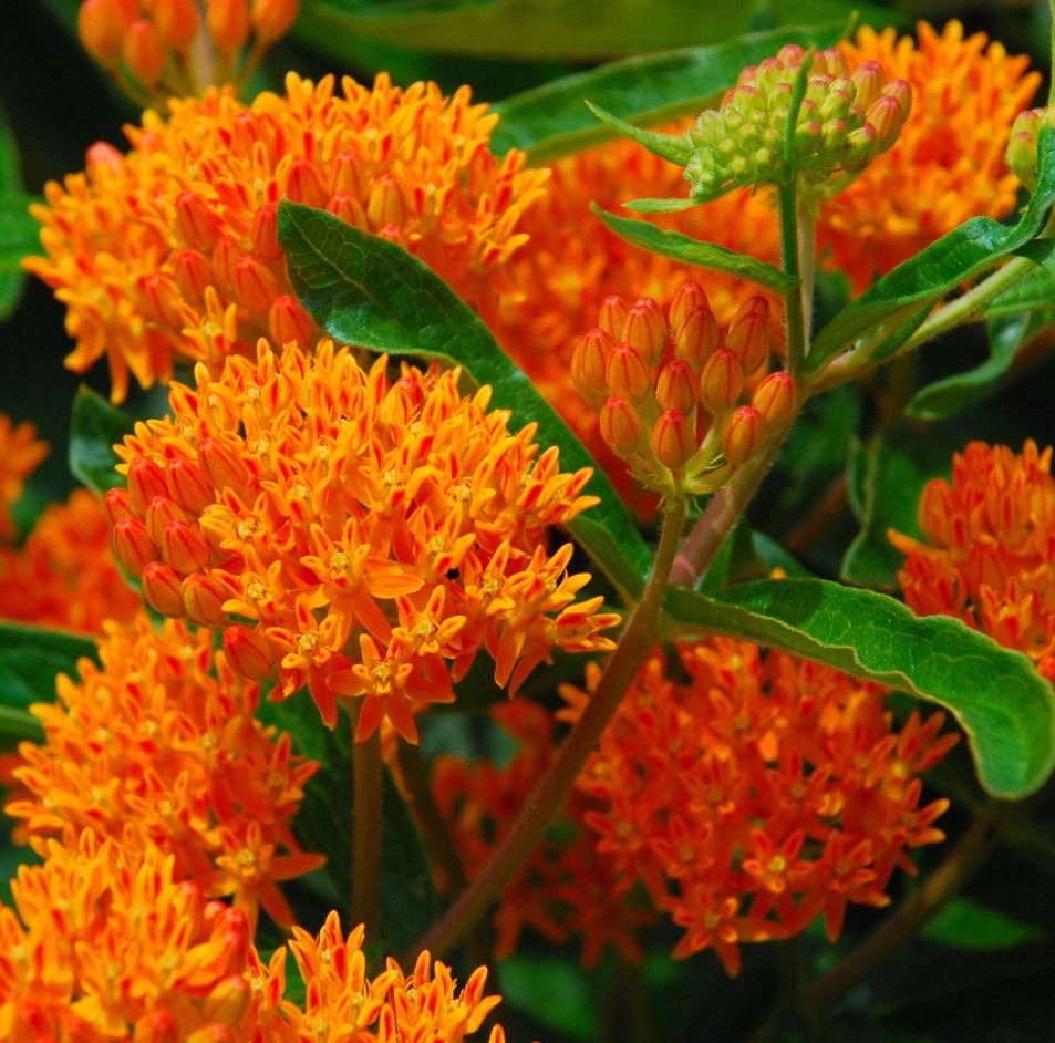 ASCLEPIAS BUTTERFLY FLOWER