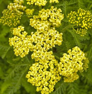 Achillea m. 'Sunny Seduction'