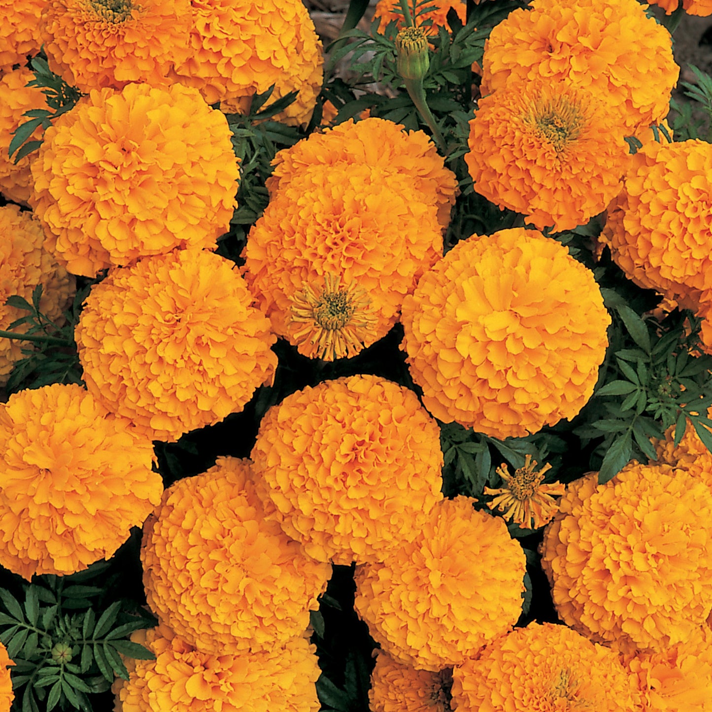 MARIGOLD INCA ORANGE