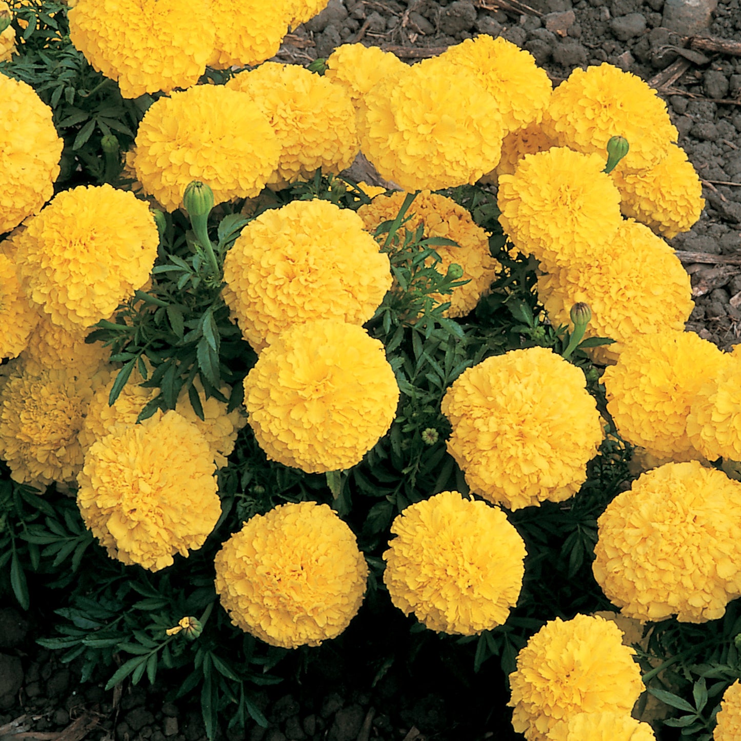 MARIGOLD INCA YELLOW