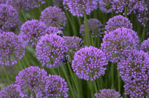 Allium 'Medusa'