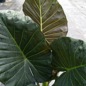 ALOCASIA 'REGAL SHIELDS'