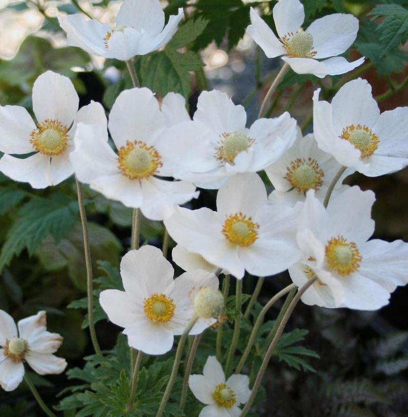ANEMONE SYLVESTRIS