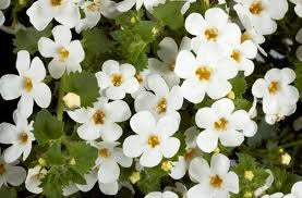 BACOPA BETTY WHITE