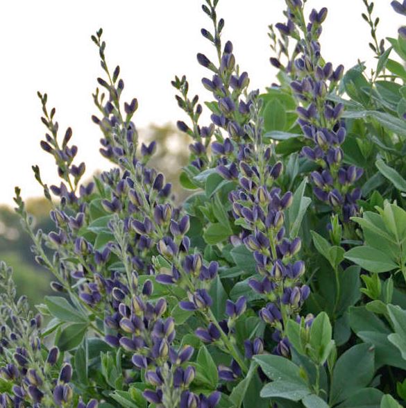 Baptisia 'Indigo Spires'