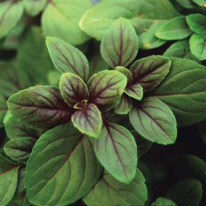 BASIL AFRICAN BLUE BASIL KASAR Deneweth s Garden Center