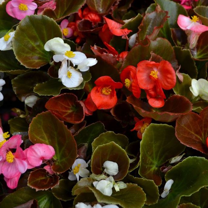 BEGONIA BADA BOOM MIX