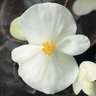 BEGONIA BADA BOOM WHITE