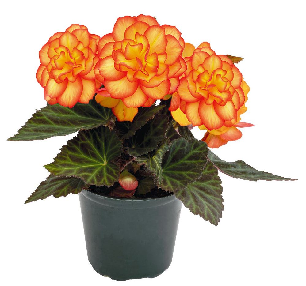 BEGONIA NON-STOP FIRE