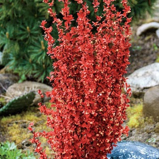 Berberis thun. 'Orange Rocket'