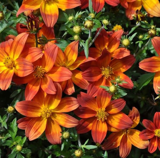 BIDENS BIDY BOOM RED