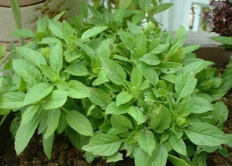 BASIL SPICY GLOBE OCIMUM BASILICUM