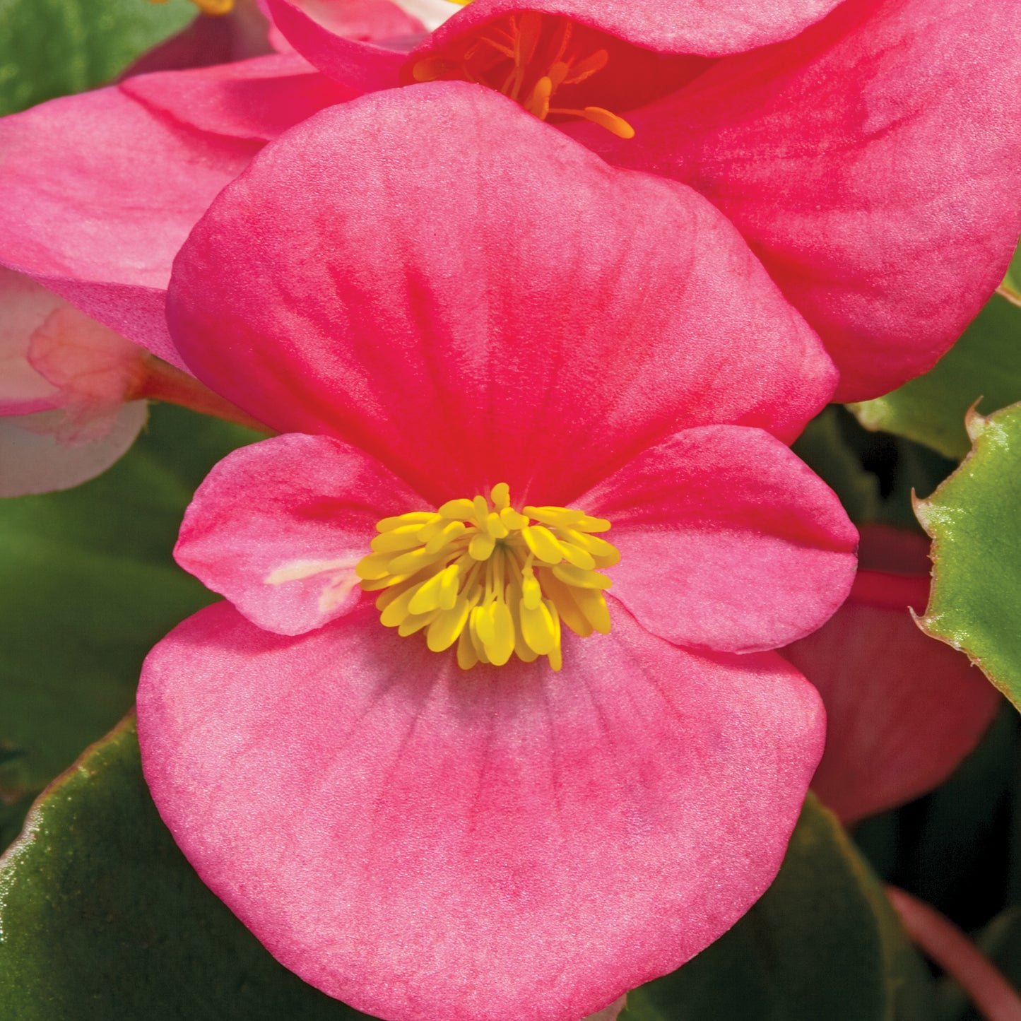 BEGONIA BADA BING ROSE