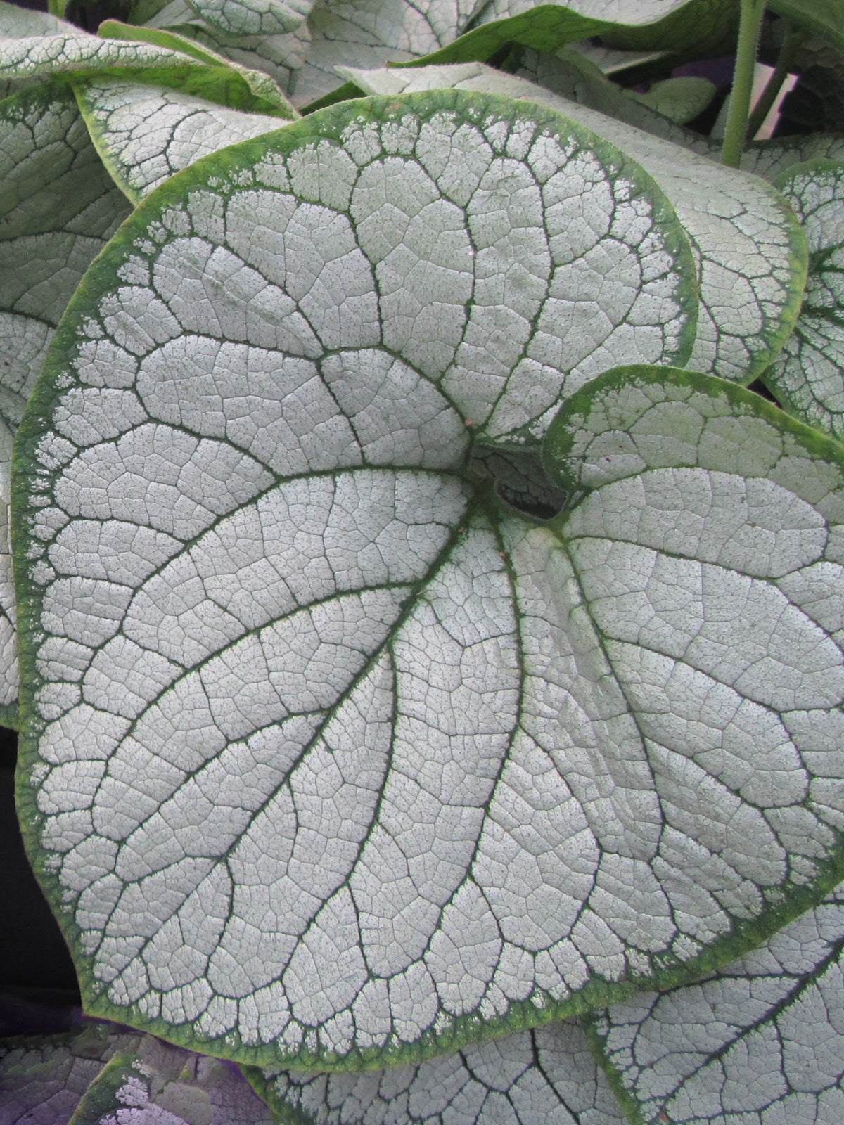 Brunnera m. 'Silver Heart'