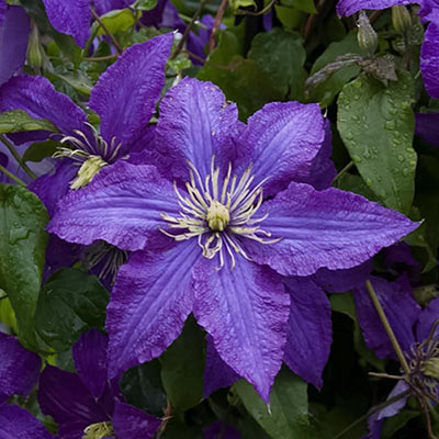 Clematis 'Rhapsody'