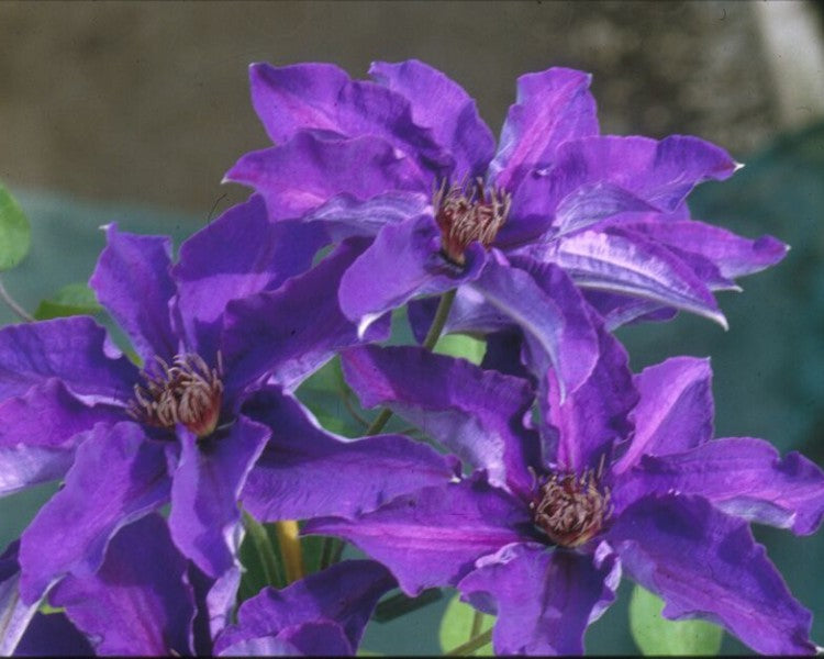 Clematis 'The President'