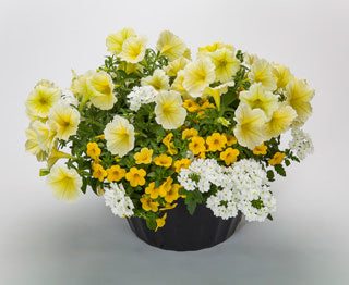 COMBO BANANA PANCAKES - 10" HANGING BASKET