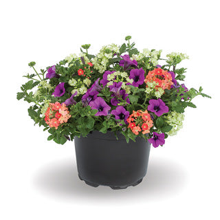 COMBO MAI TAI - 10" HANGING BASKET