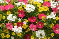 COMBO PARADISE SUNRISE - 10" HANGING BASKET