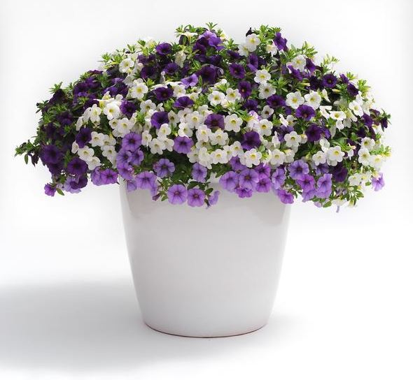 COMBO PURPLE WITH A PURPOSE