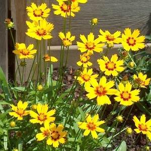 COREOPSIS BABY SUN