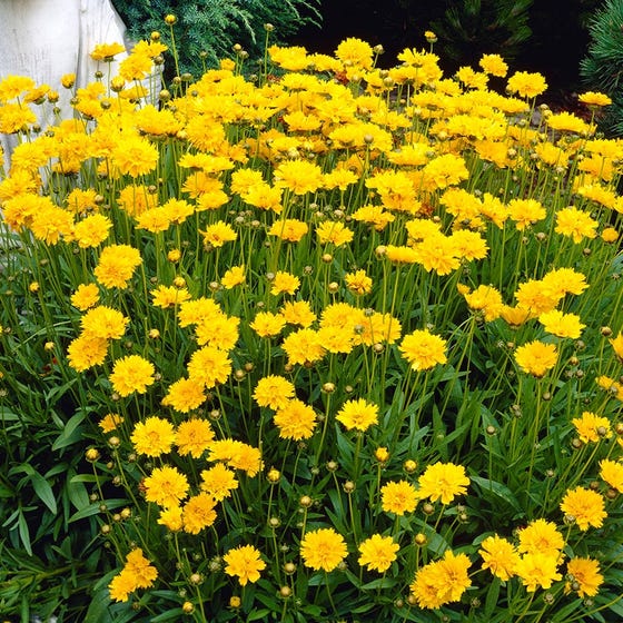 COREOPSIS EARLY SUNRISE