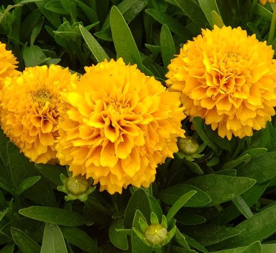 Coreopsis grandiflora Solanna™ 'Golden Sphere'