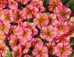 CALIBRACHOA SUPERBELLS TROPICAL SUNRISE