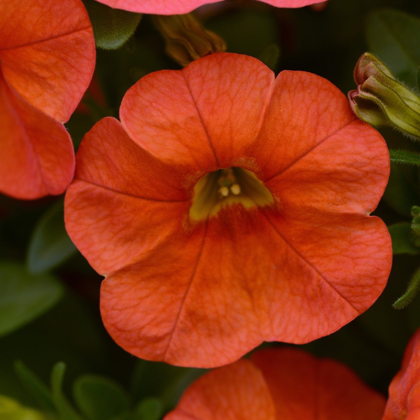 CALIBRACHOA CABARET ORANGE