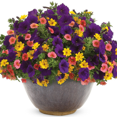 COMBO SUMMERFEST - 12" HANGING BASKET