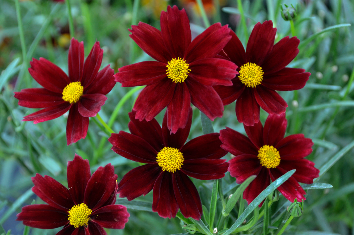 COREOPSIS X LIL BANG RED ELF 19CM PTW