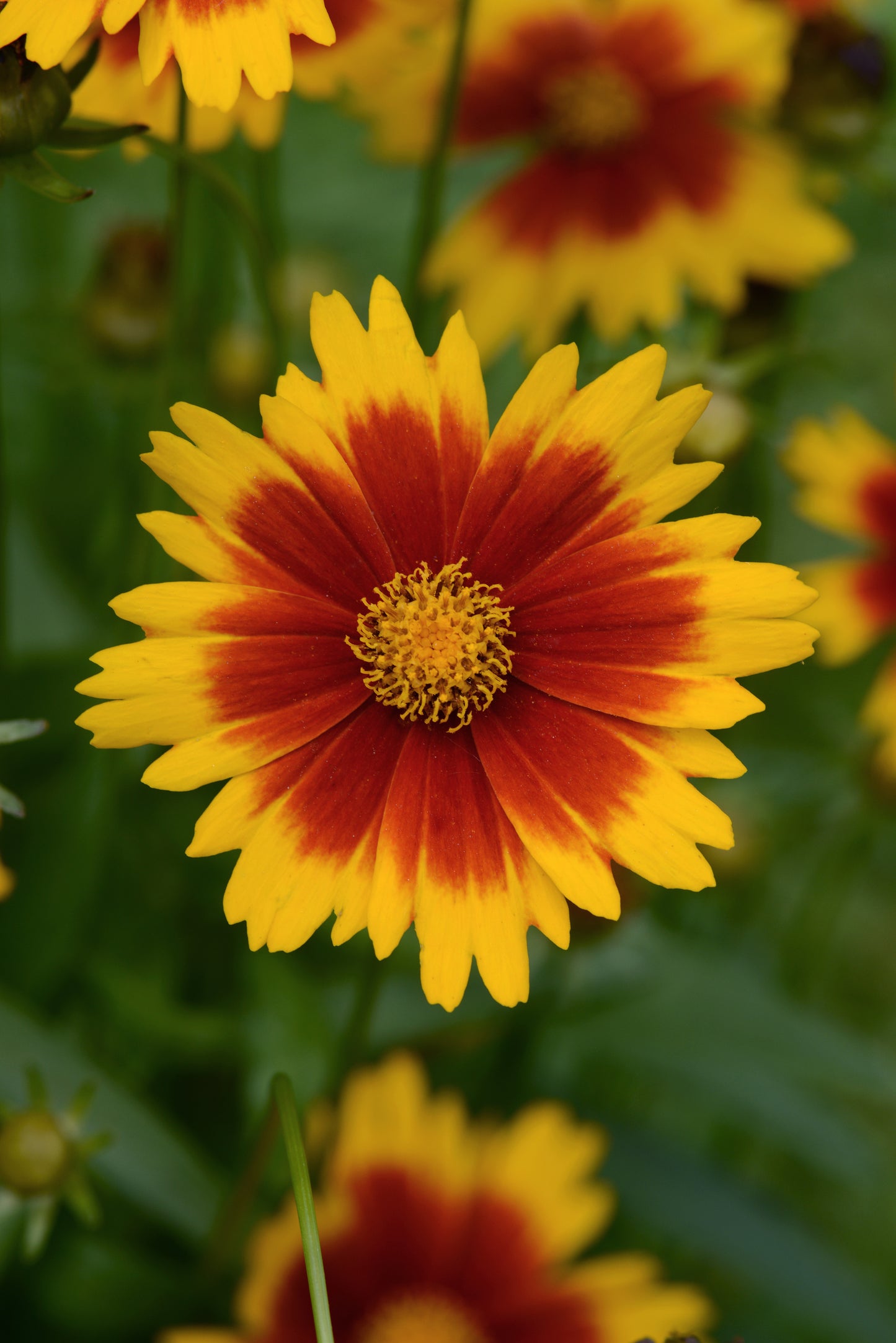 Coreopsis UpTick™ 'Gold & Bronze'