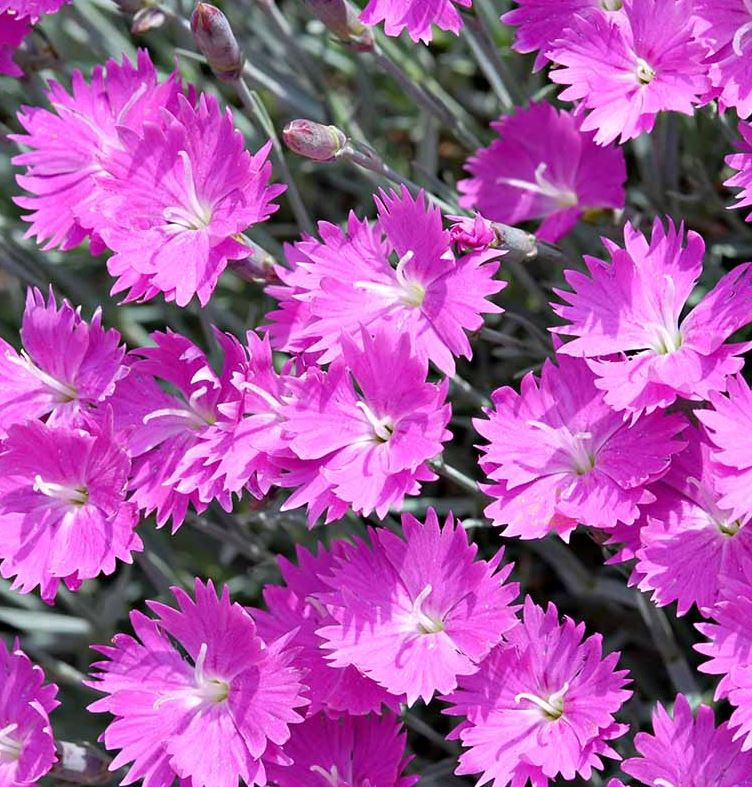 DIANTHUS FIREWITCH PINK