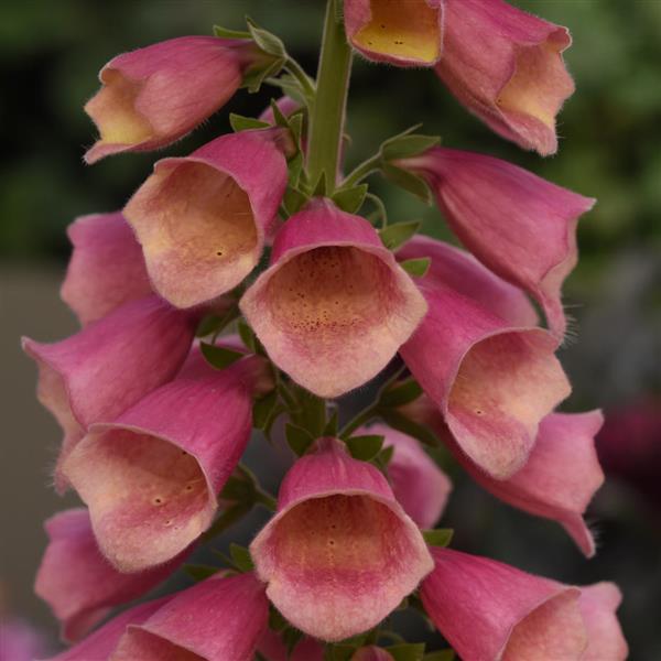 Digitalis hybrida 'Arctic Fox Rose'