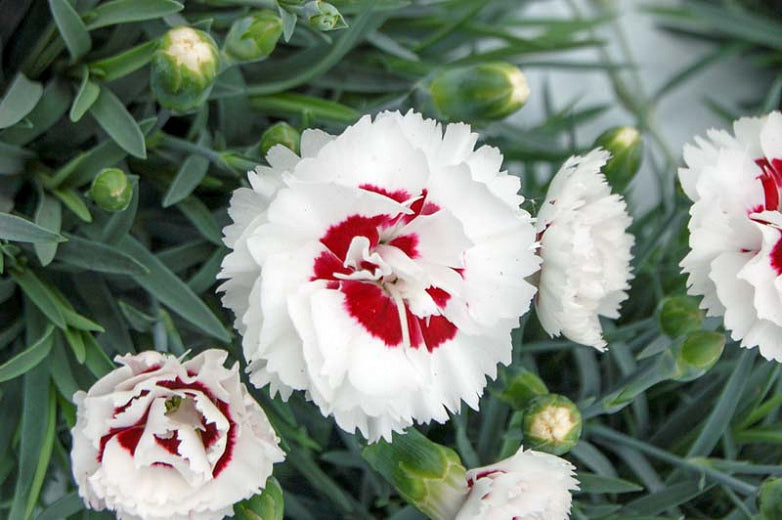 Dianthus hybrida Scent First™ 'Coconut Surprise'