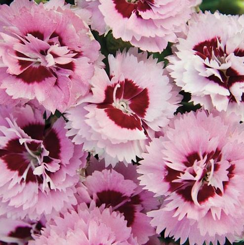 DIANTHUS SCENT FIRST RASPBERRY SURPRISE
