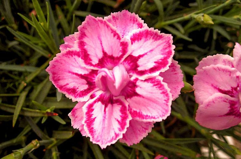 DIANTHUS 'STARBURST'