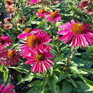 ECHINACEA 'KISMET RASPBERRY'